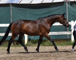 broodmare Adele (Westphalian, 2013, from Schwarzgold)