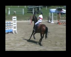 jumper Fecske 2 (Hungarian Warmblood, 1999, from Amati)