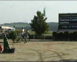 Springpferd Appelflap (KWPN (Niederländisches Warmblut), 2005, von Silverstone)