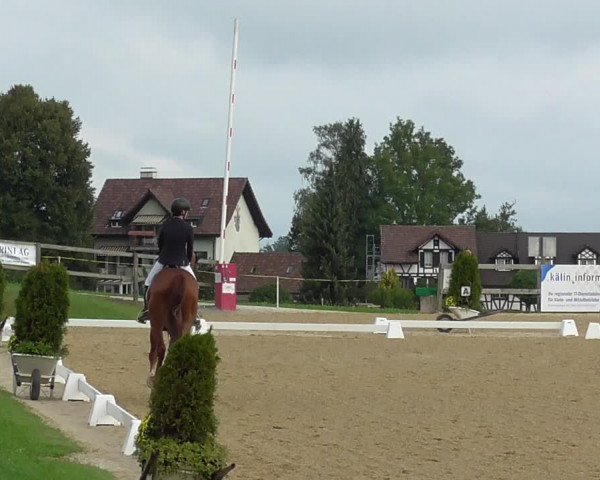 Reitturnier Wädenswil 2022