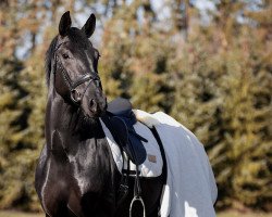 dressage horse Fenneke 3 (Hanoverian, 2016, from For Romance I)