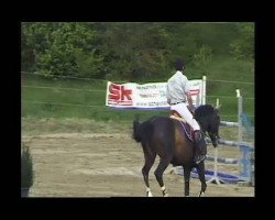 jumper Nikita 376 (Oldenburg show jumper, 2003, from Con Capitol)