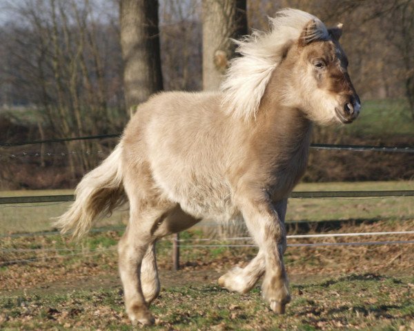 horse Mækja vom Röttgershof (Iceland Horse, 2011, from Glampi frá Langárfossi)