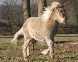 Pferd Mækja vom Röttgershof (Islandpferd, 2011, von Glampi frá Langárfossi)