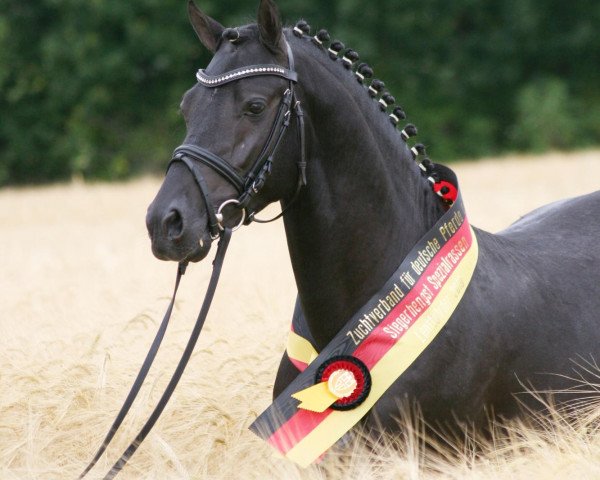 stallion Black Diamond (Welsh-Pony (Section B), 2007, from Best August)
