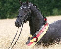 stallion Black Diamond (Welsh-Pony (Section B), 2007, from Best August)