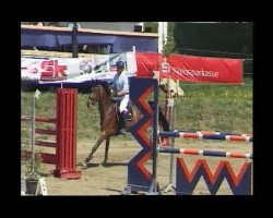 jumper Alexia 24 (Oldenburg show jumper, 2002, from Araconit)