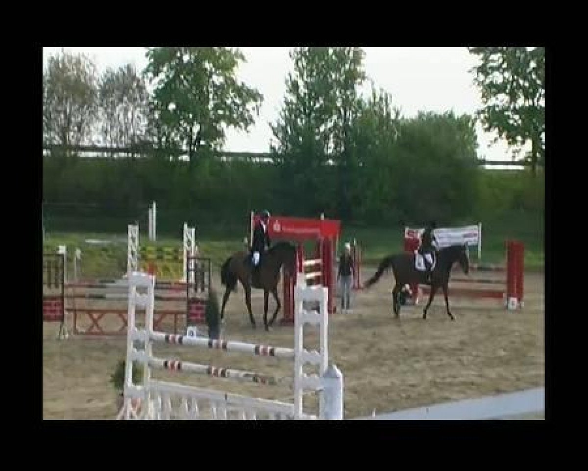 Springpferd Aralimbo's Son (Württemberger, 2005, von Aralimbo)