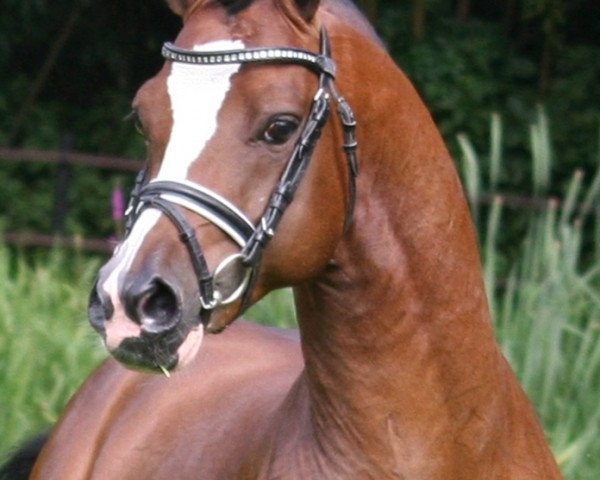stallion Störtebekers Big Cracker (Welsh-Pony (Section B), 2004, from Best Boy)