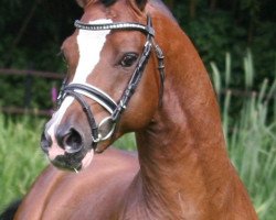 Deckhengst Störtebekers Big Cracker (Welsh Pony (Sek.B), 2004, von Best Boy)