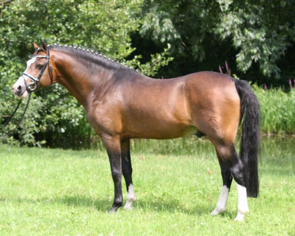 Deckhengst Best Boy (Welsh Pony (Sek.B), 1998, von Weston Burgund)