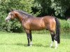 Deckhengst Best Boy (Welsh Pony (Sek.B), 1998, von Weston Burgund)