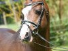 stallion Best Boy (Welsh-Pony (Section B), 1998, from Weston Burgund)