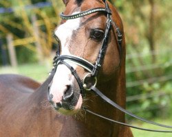 Deckhengst Best Boy (Welsh Pony (Sek.B), 1998, von Weston Burgund)