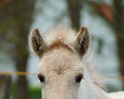 horse Neuensteins Keke (Fjordpferd, 2021, from Kalino)