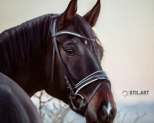 dressage horse Florissant 6 (Westphalian, 2016, from Fashion Maker)