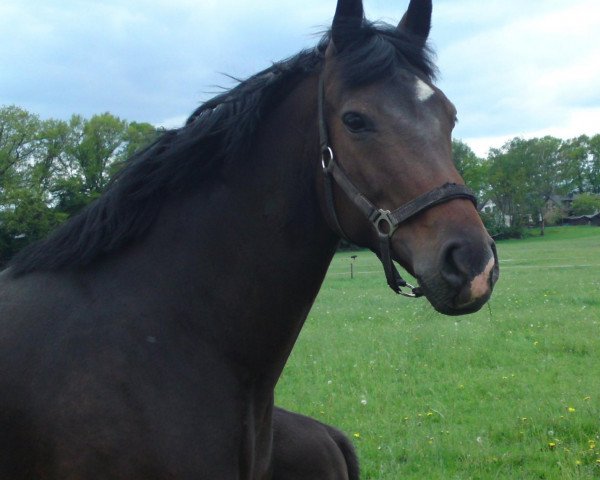 broodmare Donna Asika (Oldenburg, 1999, from Donnerhall)