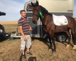 dressage horse Malibu 126 (Sachs-door. Heavy Warmbl., 2010, from Mozart)