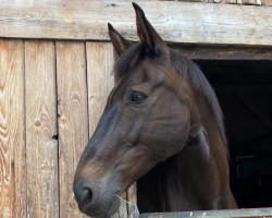 jumper Daragorn (Hanoverian, 2004, from Dirano)