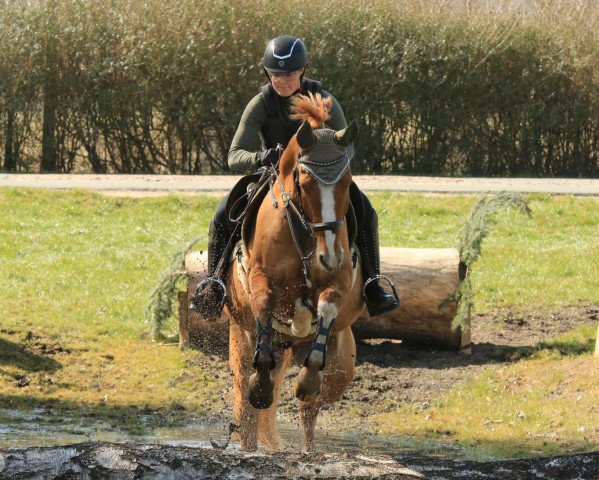 dressage horse ZGW Dornik Sunshine (German Riding Pony, 2016, from Dornik-Double)