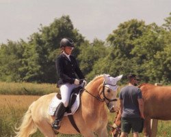 dressage horse Mr. Sam (Haflinger, 2002)