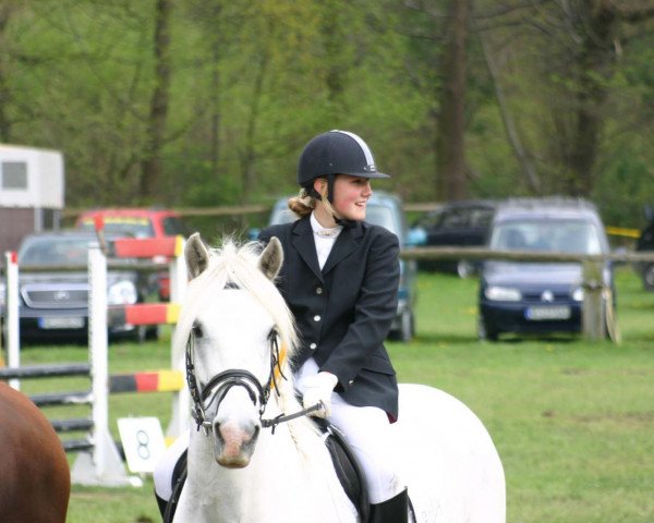 Dressurpferd Eddy 110 (Tinker / Irish Cob / Gypsy Vanner, 1997)