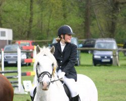 dressage horse Eddy 110 (Tinker / Irish Cob / Gypsy Vanner, 1997)