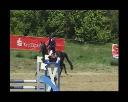 dressage horse Grace Little Diamond (Württemberger, 2006, from Grafenstolz)