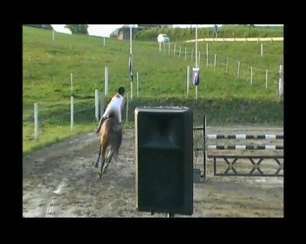 horse Lennox 165 (Bavarian, 2000, from Libero)
