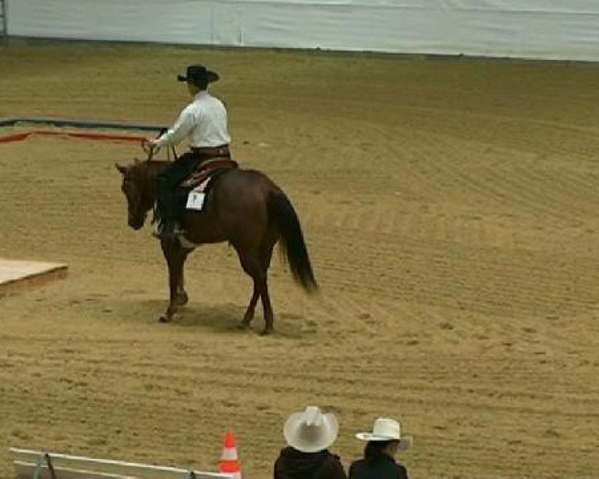 horse Red's Gonna B Smart (Quarter Horse, 2006, from Reds Gonna Rein)