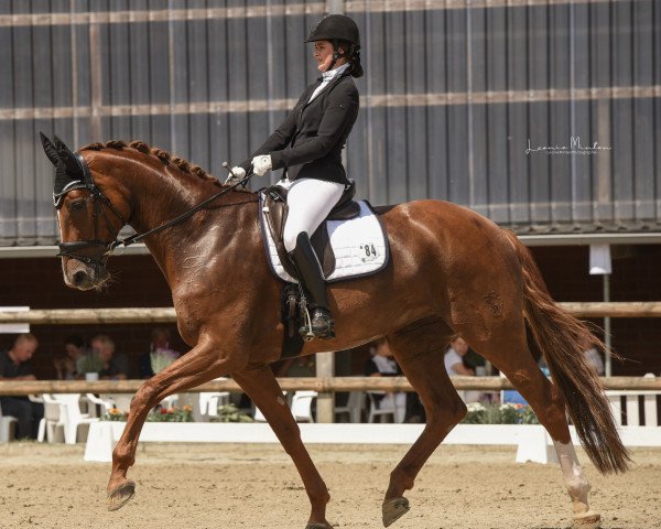 dressage horse Dynamic 25 (Westphalian, 2013, from Don Frederic 3)