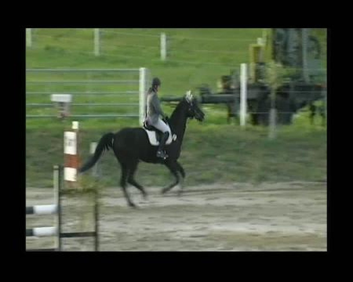 Springpferd Antony 11 (Trakehner, 1997, von Turnus)