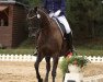 dressage horse Caprice 486 (German Sport Horse, 2009, from Hochmeister)