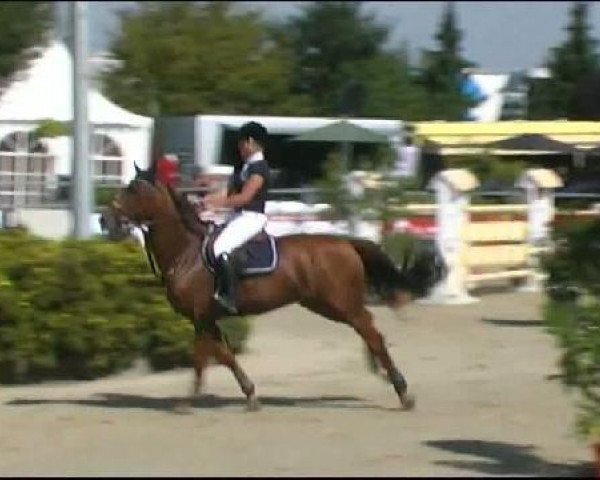 jumper Casper Z (Zangersheide riding horse, 2001, from Carthago)