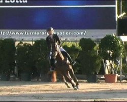 jumper Donna Lotta 2 (German Warmblood, 2003, from Dusold)