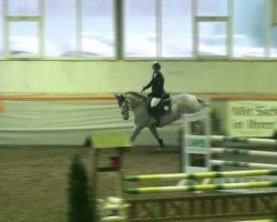 jumper Caspari 22 (Hanoverian, 2007, from Cassus 2)