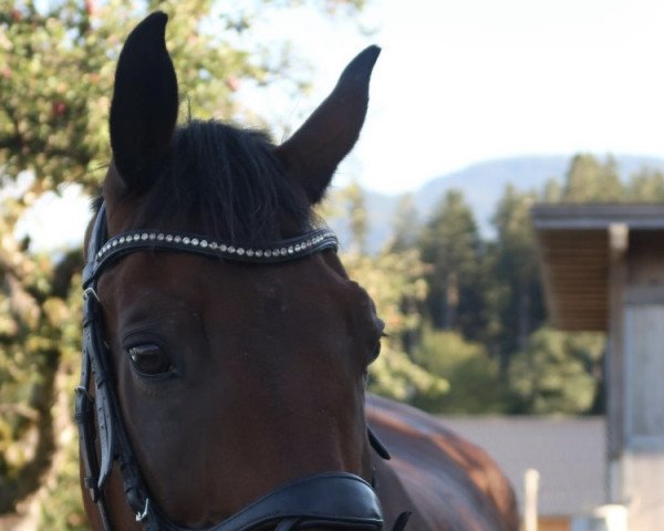 dressage horse Kaschmir (Trakehner, 2007, from King Arthur TSF)