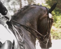 dressage horse Räubertochter 8 (Oldenburg, 2002, from Royal Diamond)