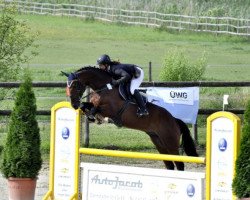 jumper Dr. Schnaggels (Hessian Warmblood, 2005, from Dartagnan)