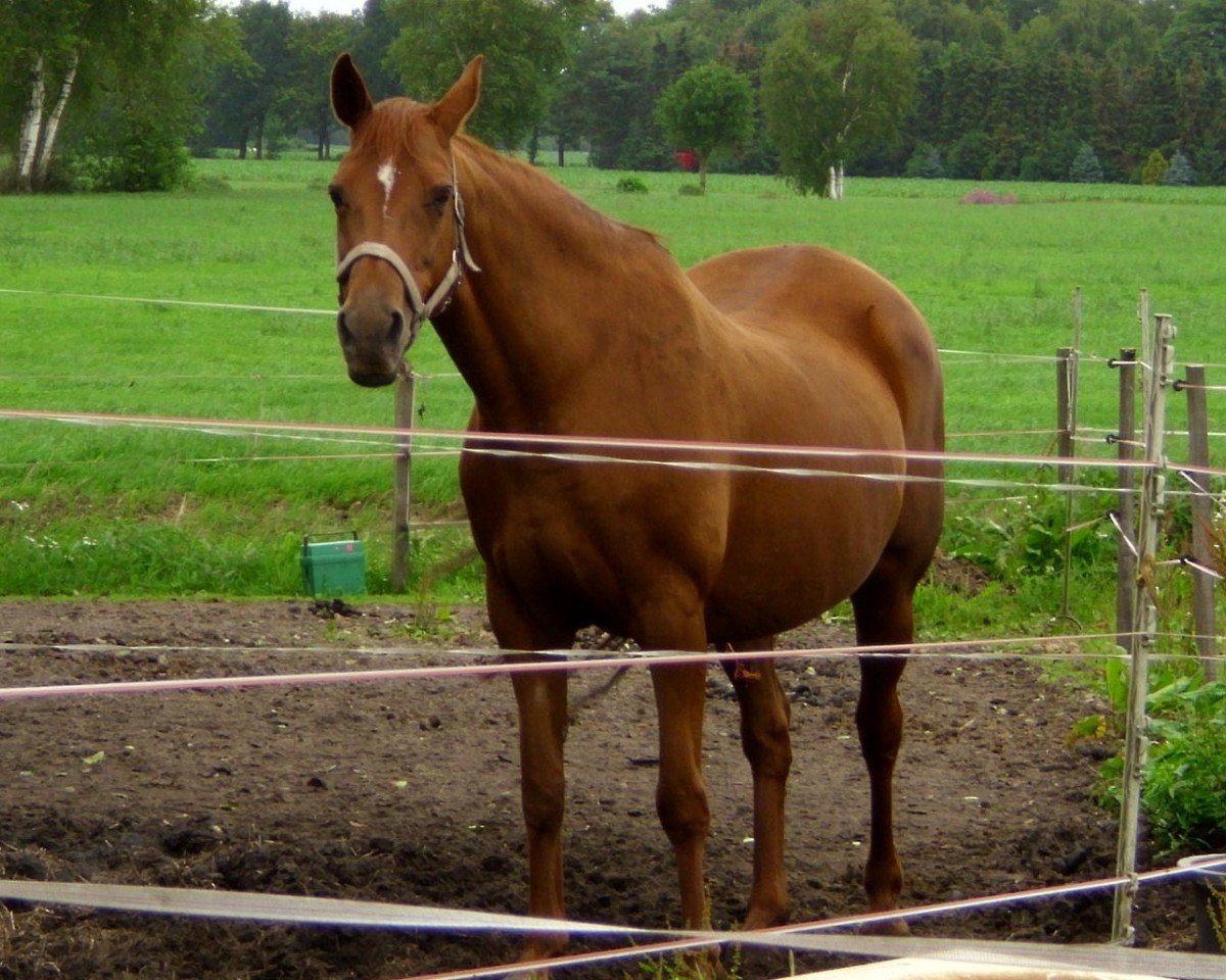 broodmare Samba Queen (Oldenburg, 1997, from Quattro B)