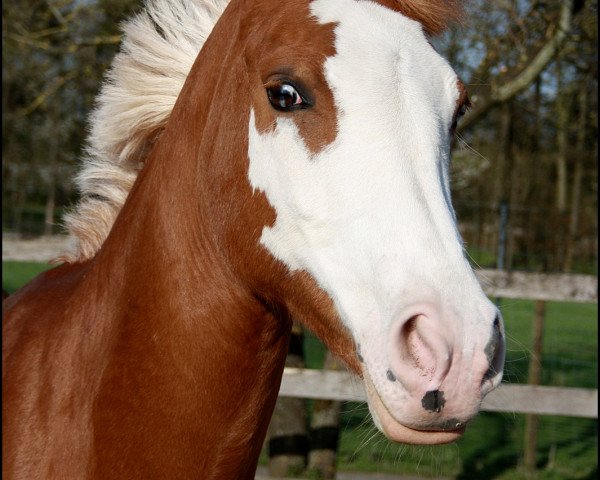 broodmare Nantana (German Riding Pony, 2000, from Nantano)