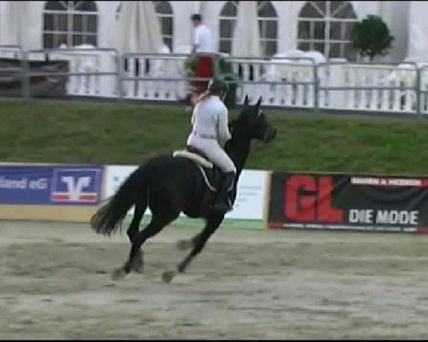 Springpferd Gerrit 36 (Deutsches Sportpferd, 2003, von Gepardi)