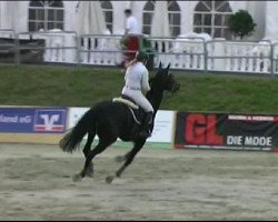 jumper Gerrit 36 (German Sport Horse, 2003, from Gepardi)