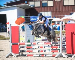 jumper Kienbergs Boccaccio (Welsh-Pony (Section B), 2011, from Breeton Bric)