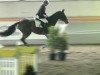 jumper Celija (Westphalian, 2006, from Chalan)