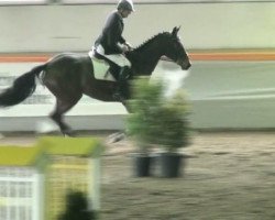 jumper Celija (Westphalian, 2006, from Chalan)