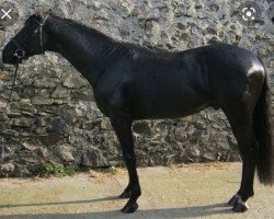 stallion Rossgold Sunstar (Oldenburg, 2006, from Sunny Boy)