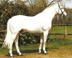 stallion Hill Hawk xx (Thoroughbred, 1972, from Sea Hawk xx)