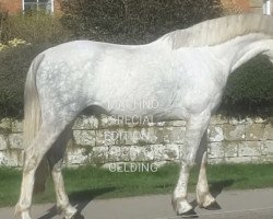 stallion Machno Special Edition (Welsh Partbred, 2010, from Rossgold Sunstar)