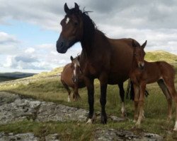 broodmare Dingmac Genie (Welsh Partbred, 2006, from Carregcoch Bleddyn)